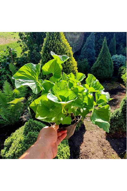 Фиалка садовая в горшке